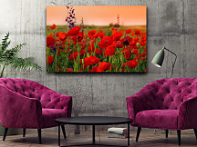 Obraz vlčích makov zs1172